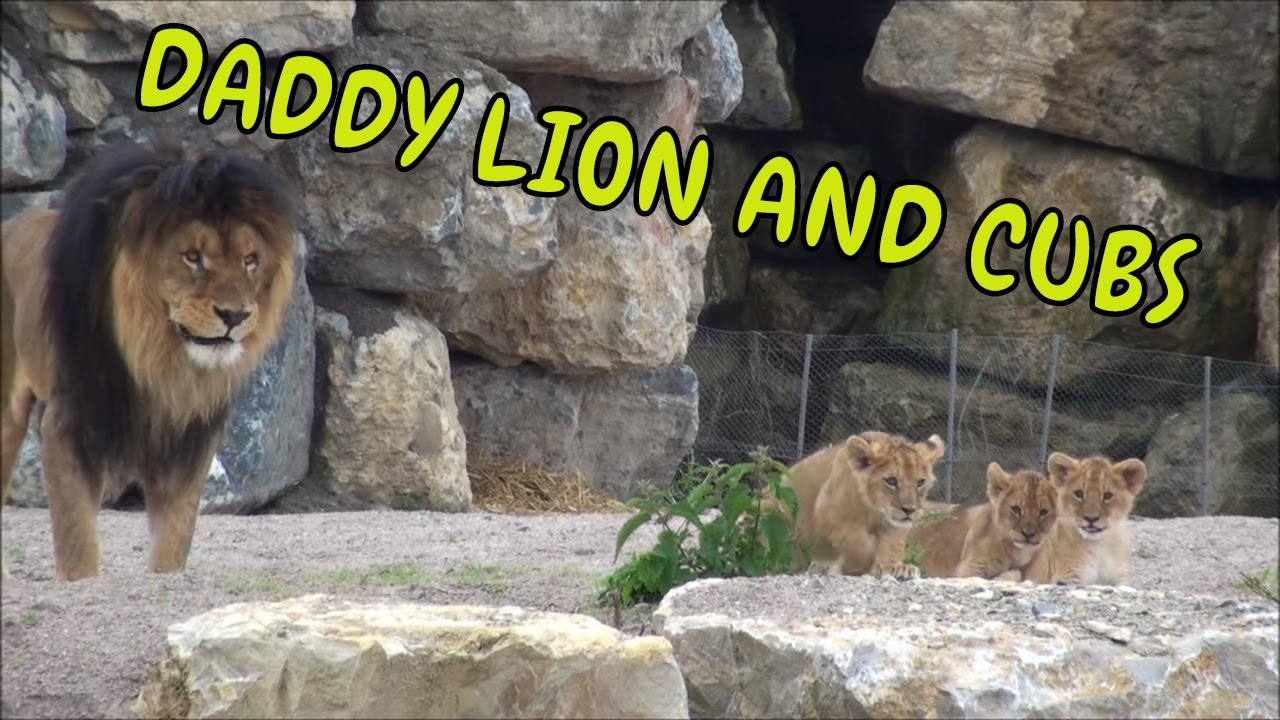 Sher Ke Bache Ko Kya Kehte Hain - FATIH1