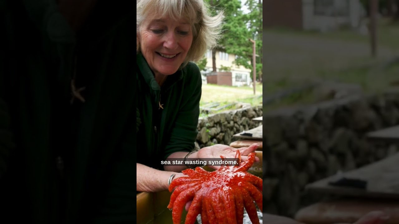 What DEADLY BACTERIA killed the sea stars?