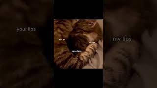 🤭🎀 #viral #cat #cat #bond #cute #memes #us #subscribemychannel #love #pets #baby