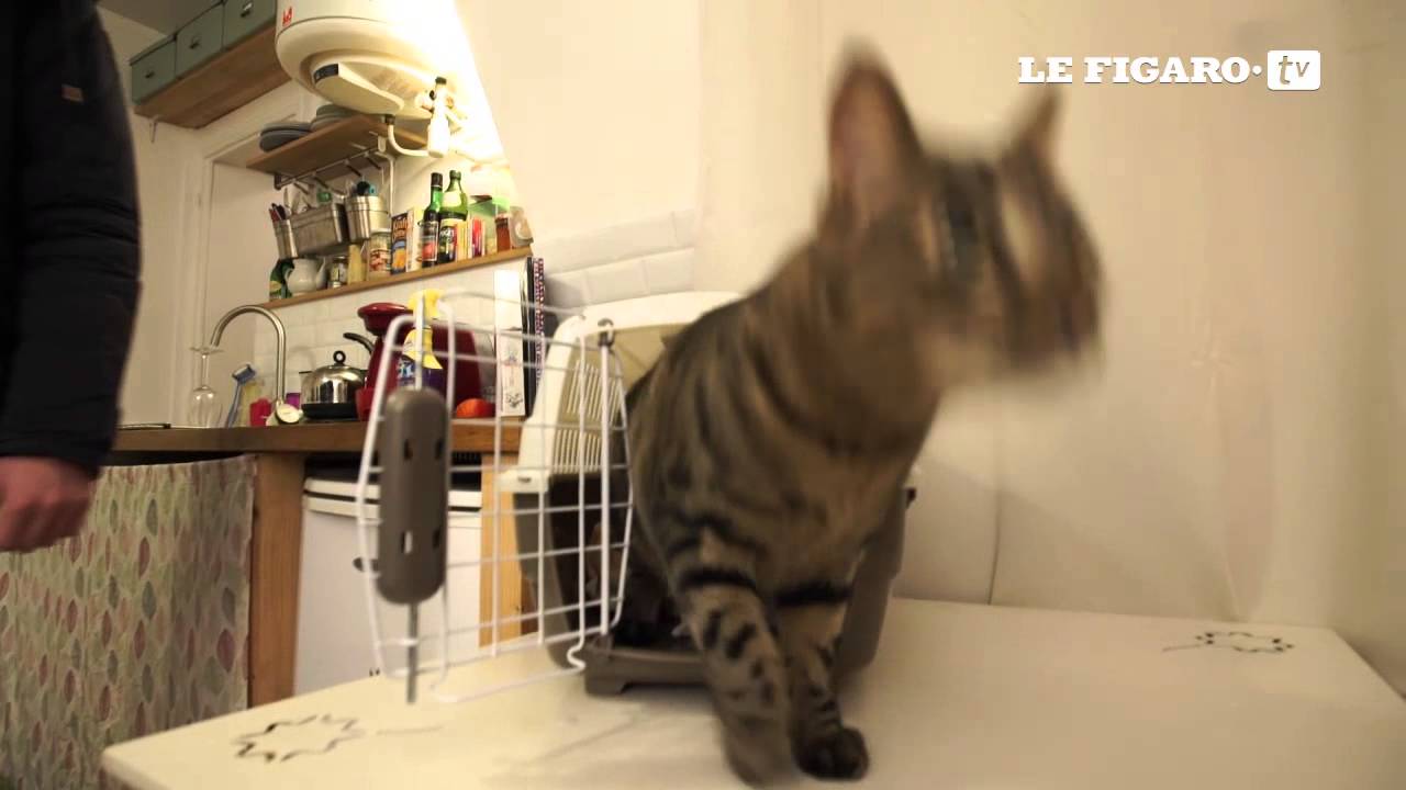 Un nouveau site pour faire garder son chat par un particulier