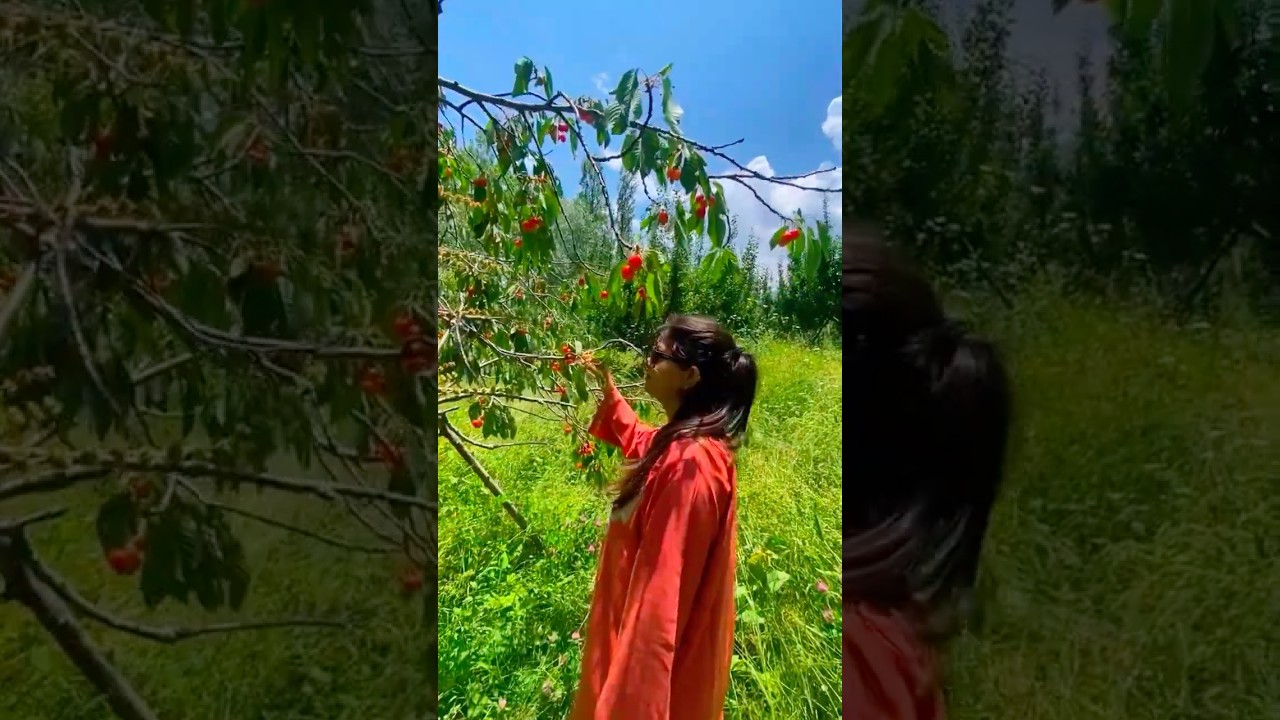 Gulmarg in Summer 🌍 ⛰️🥾 #india #kashmir #summer #mustwatch #traveltips #shorts
