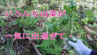 【山菜採り】いろんな山菜が一気に出過ぎてシーズン終わりそうです。