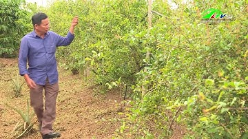 Nhân giống lựu đỏ Ấn Độ bằng phương pháp chiết cành  | Lâm Đồng TV