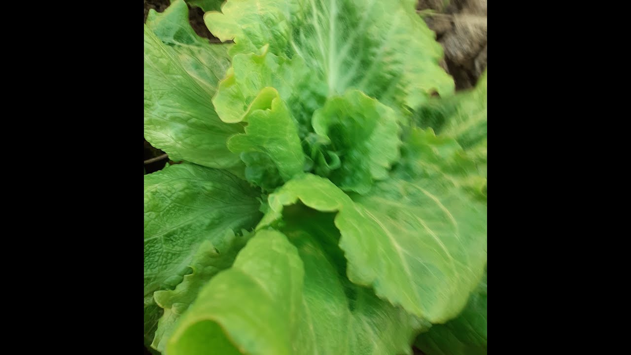 TRULEŽ SALATE U PLASTENIKU (bez grijanja) - kako spriječiti