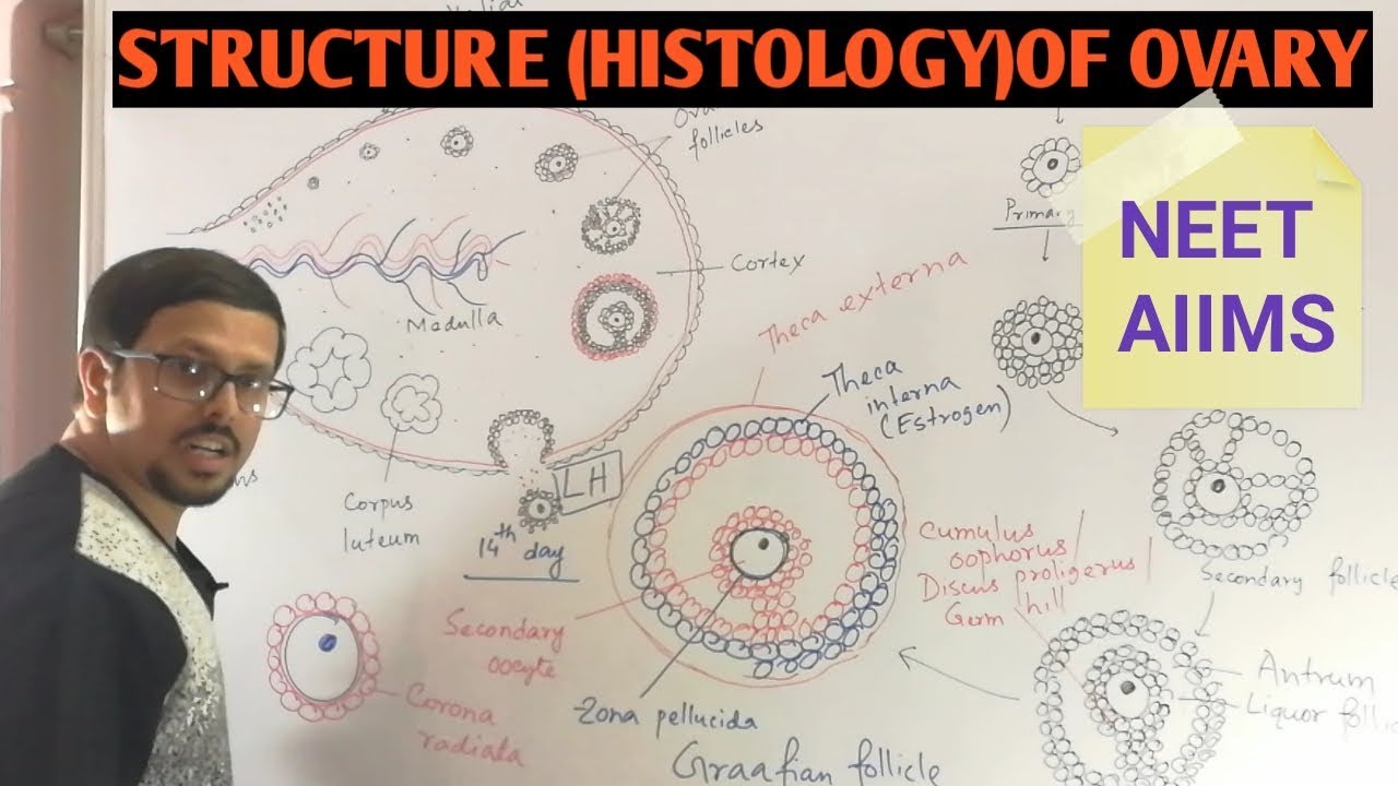 Structure or Histology of ovary (Female reproductive system / Human reproduction)