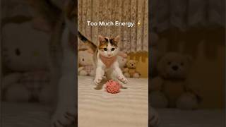 Kitty tried the harness for the first time. Ended up in play mode only 😼