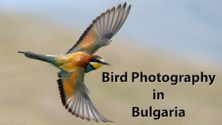 Bee-eaters, Rollers, Hoopoes and a session in a floating hide. Bird photography in Bulgaria. Part 3.