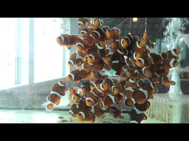 カクレクマノミ タツノオトシゴハウス 鹿児島県 Youtube