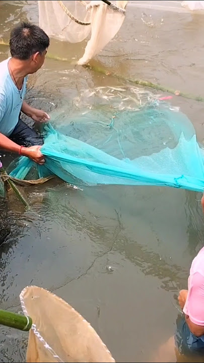 sela Fishing #shorts #fishing #fish #shortvideo #shortsviral #shortsfeed #short #shortsyoutube