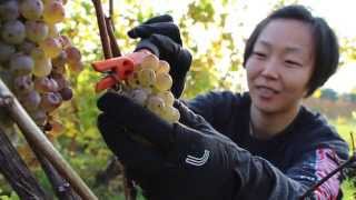 Preview of the Enology and Viticulture Program at Lake Michigan College