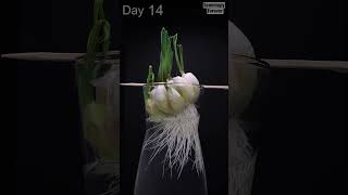 growing Garlic in Water - Time - Lapse #plants