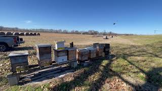 Savanna Apiary 🐝 | Why I Apply Norroa This Way (Recap)