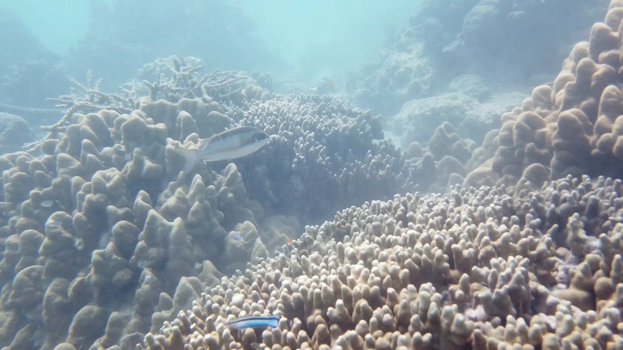 Indonesia | Banyak Islands - Pulau Sikandang Underwater
