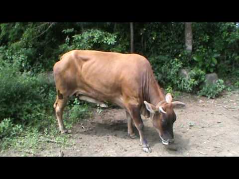 Suara Sapi Merdu Terpanjang