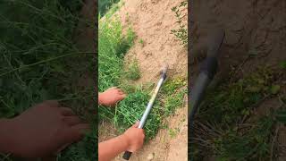 Alfalfa is a common wild vegetable in rural areas#Record my rural life#Bring the summer of