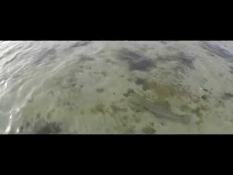 Video: Coastal Fly - Milovník Ryže