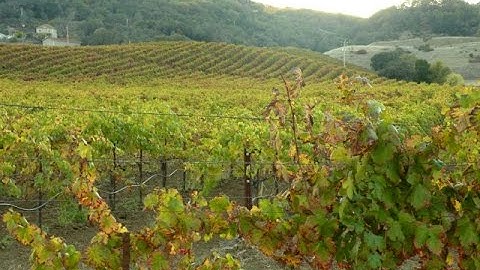 Red Blotch Disease Impact on Chardonnay & Cabernet