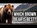 All 15 extant subspecies of brown bear  which bear is best