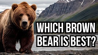 All 15 Extant Subspecies Of Brown Bear  Which Bear Is Best?