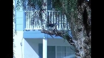 Scrub Jays Slow Motion Fly offs (basic Casio EX-F1 footage) V15728