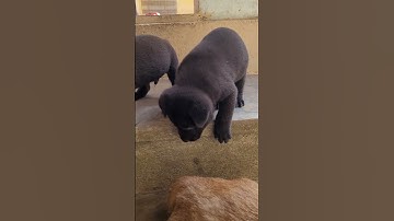 Show Their Jumping Agility mong coc