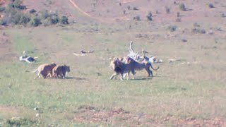 Big Male Lions Vs Young Male Lions