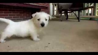 Meet The West Highland White Terrier