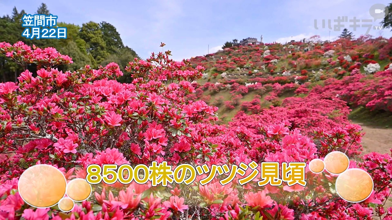 8500株のツツジ見頃【いばキラニュース】R8.4.23 - YouTube