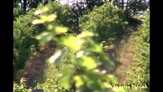 Vinarija Nećak Promo Film