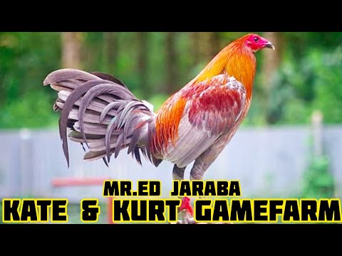 KATE & KURT GAMEFARM | Big Farm in Sorsogon Philippines | Ed Jaraba