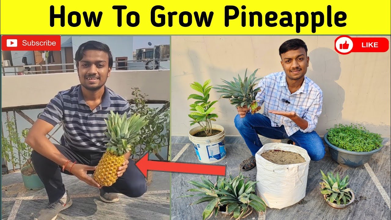 How To Grow Pineapple !!  अनानास कैसे उगाएं 