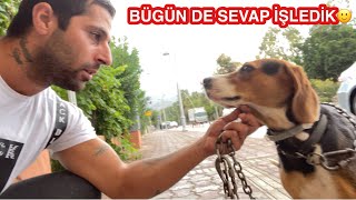 Sokakta Zi̇nci̇ri̇yle Gezen Köpek Buldum Çok Şanliymiş