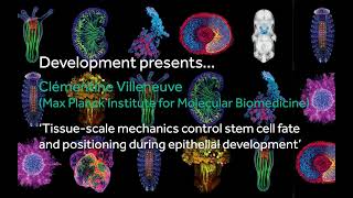 Development presents... Clémentine Villeneuve @CompanyofBiologists