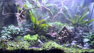 Cloud forest themed terrarium (Revamped-Version)