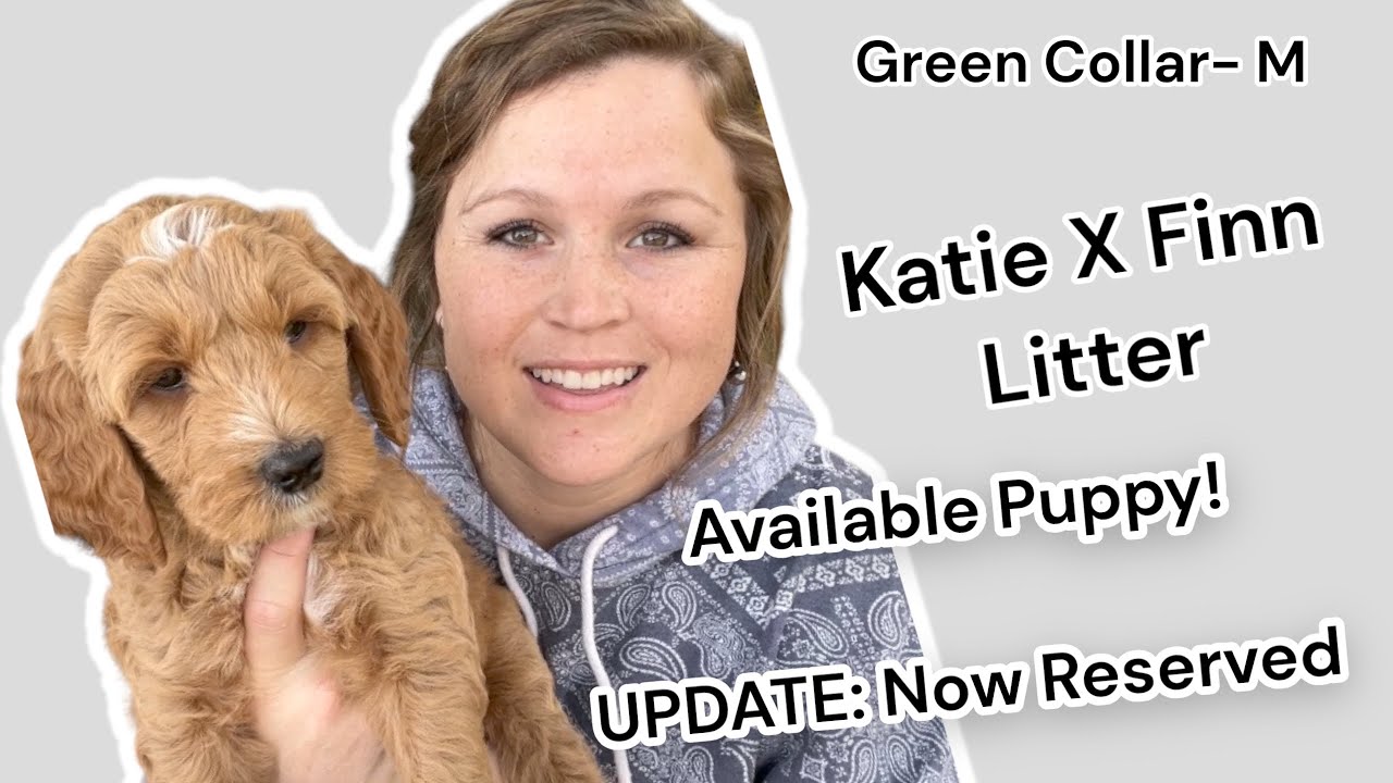AVAILABLE GOLDENDOODLE PUPPY Full Video Green Collar M
