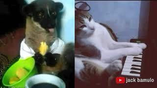 Download Lagu Bang Bang Tut , Abang Sering  Kentut ||Funny Video MP3