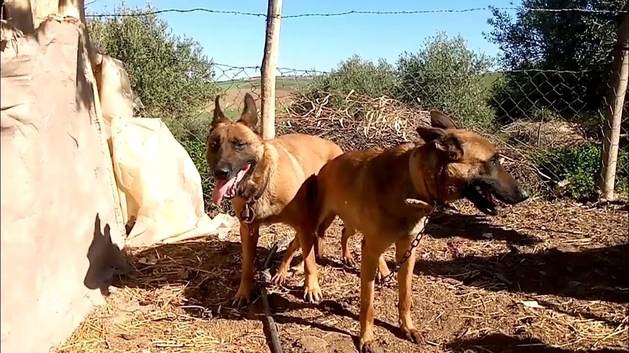 Accouplement de chien malinois classique - YouTube