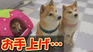 末っ子柴犬に一生懸命教育しましたが、無理でした・・・