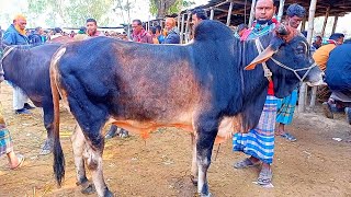 Biggest Cow videos| paragram gorur haat | Ambari gorur haat 2022