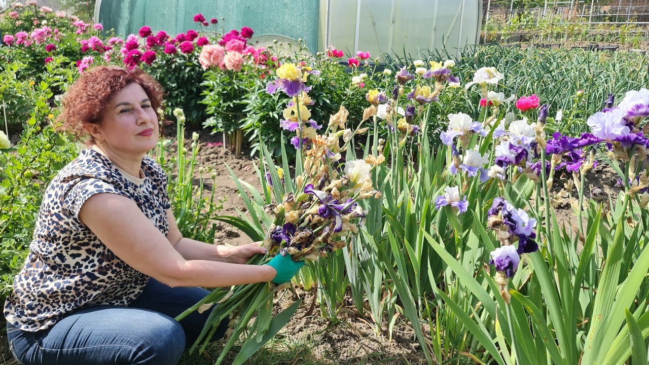 Іриси (півники) відцвіли?! Обов’язково зробіть ці прості дії і наступне квітування буде обливним!