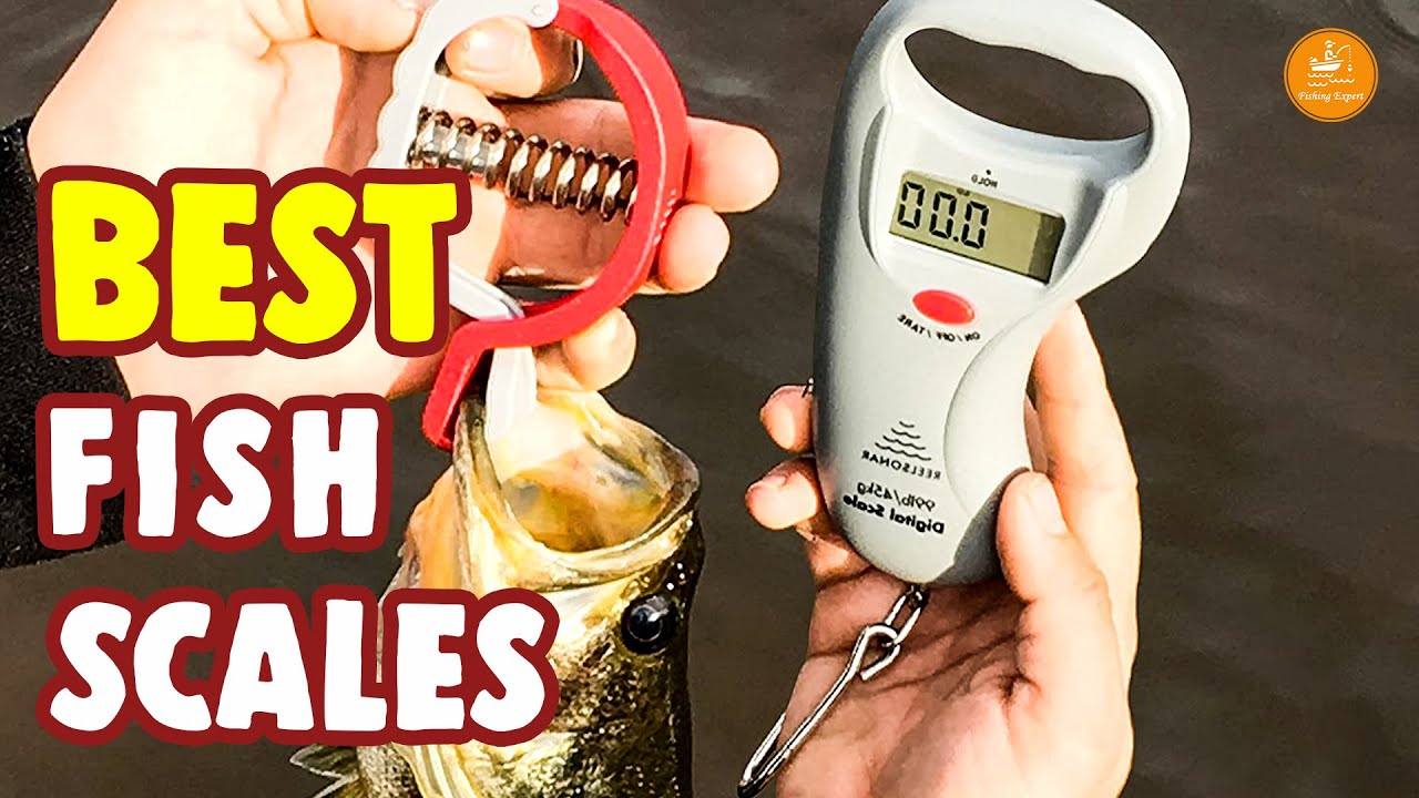 Top 10 Fish Scales Reviewed: Find Your Perfect Fishing Companion