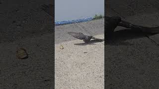 Certified street survivor 🐦‍⬛ #animals #animalshorts #pigeon