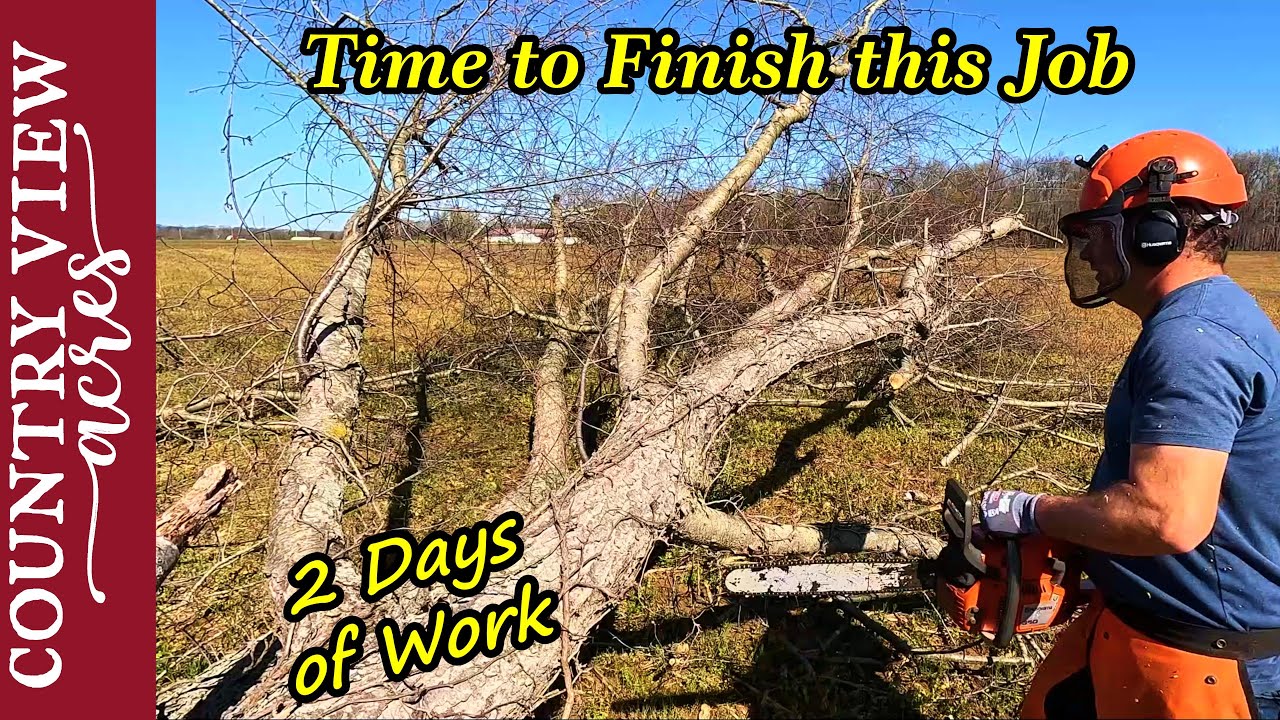 Saving a Cherry Saw Log - Cutting off Stumps - Old Fence Row Completely ...