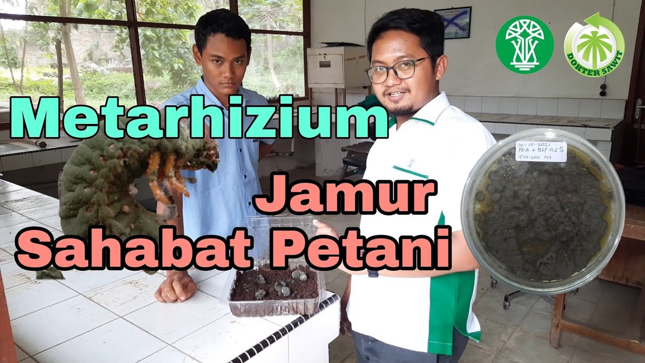Metarhizium: Jamur Entomopatogen Sahabat Petani Sawit
