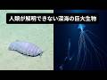 全長50メートル超大型の怪物…人類が解明できない深海巨大生物・7選