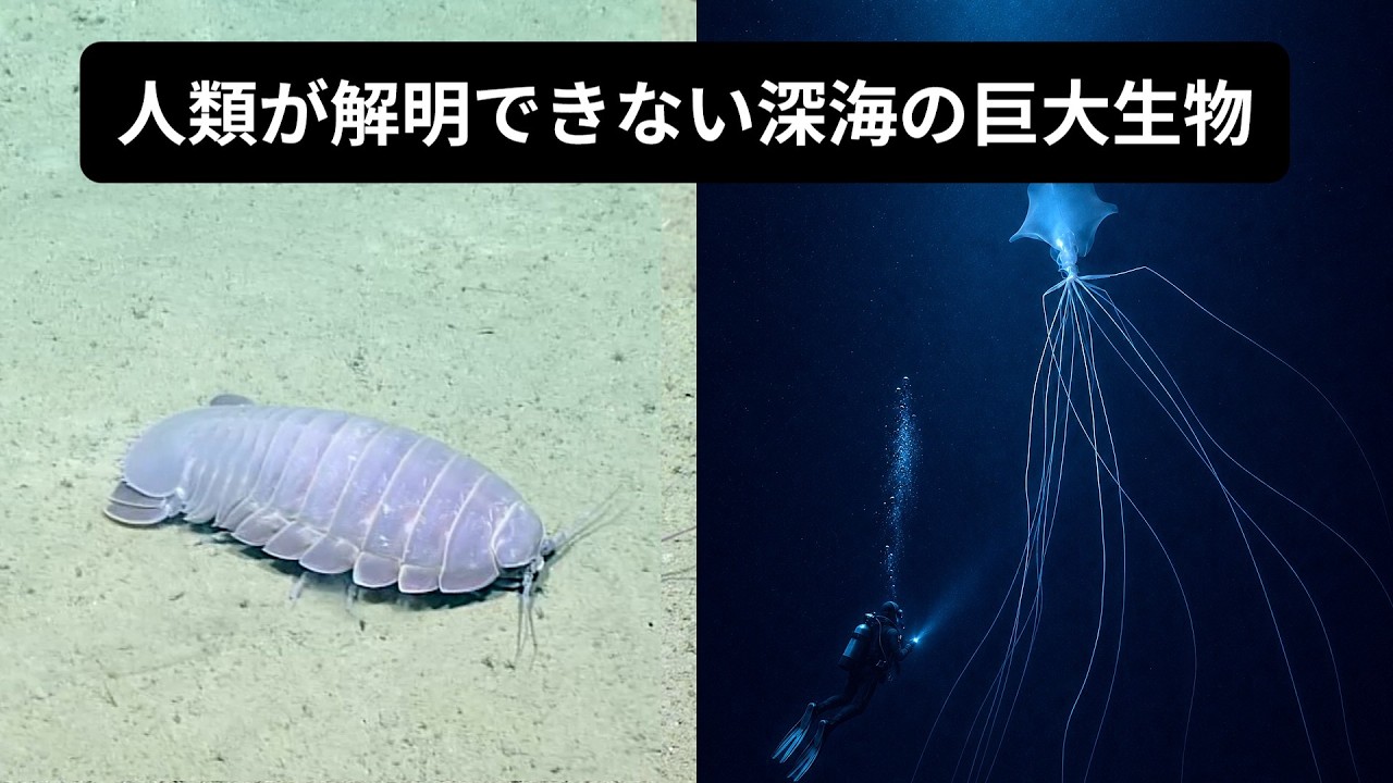 全長50メートル超大型の怪物…人類が解明できない深海巨大生物・7選