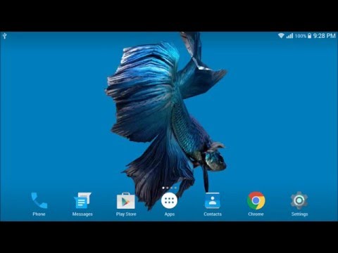 Betta Fish 3D Live Wallpaper