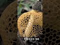 노란 망태버섯 개화 (mushroom)