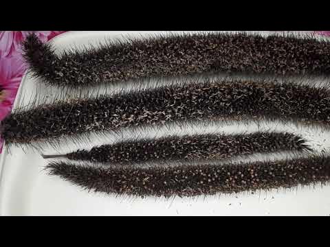 Фаллустардың порнофотосуреттері Жыныстық қатынас кезінде жанып тұрған қыз