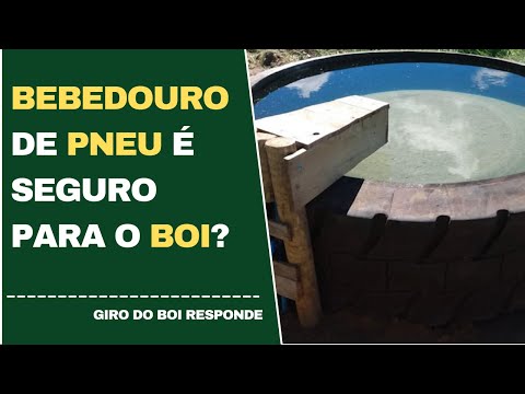 BEBEDOURO DE PNEU É SEGURO PARA O BOI?